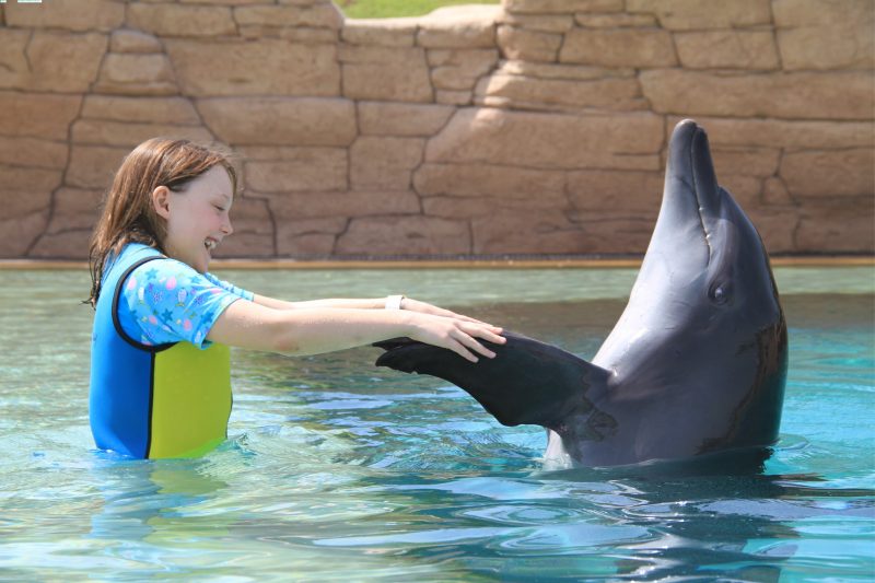 Swim with dolphins in dubai