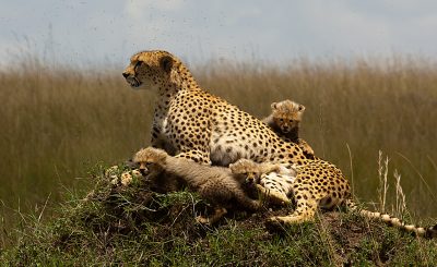 Kenya Safari package