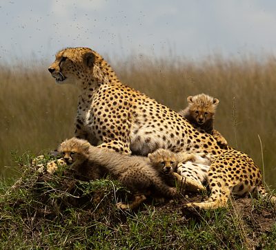 Kenya Safari package
