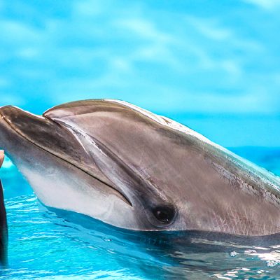 Dubai Dolphinarium