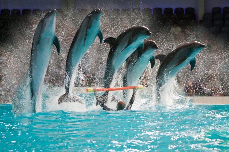 dubai dolphinarium tickets online