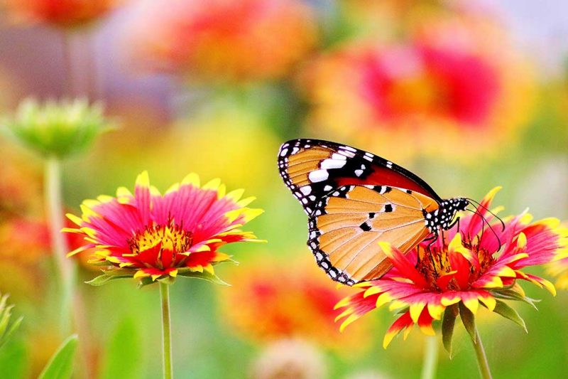 Butterfly Garden Dubai Ticket