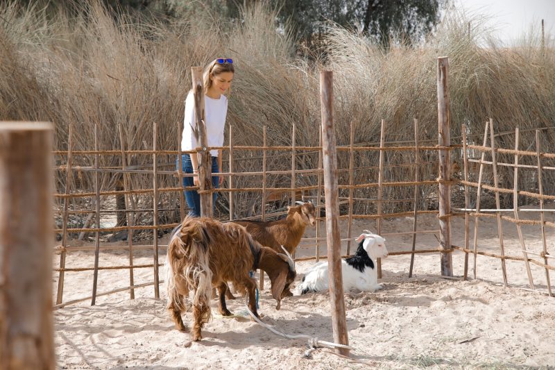 Farm Animals Morning Bedouin Experience