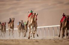 Camel Racing Dubai