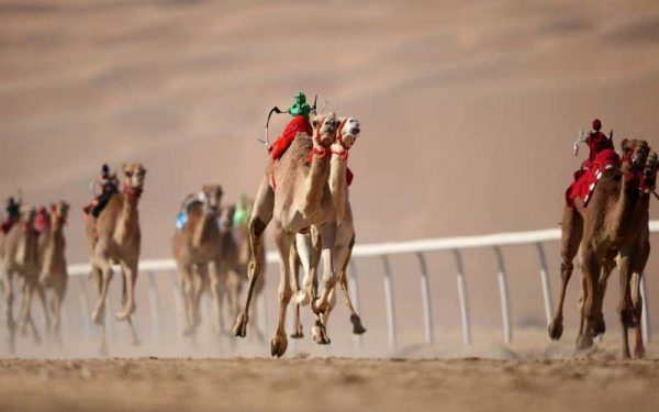 Camel Racing Dubai