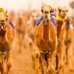 Camel Racing Club Dubai