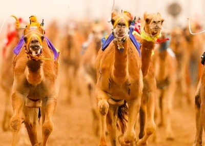 Camel Racing Club Dubai