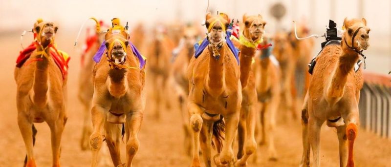 Camel Racing Club Dubai