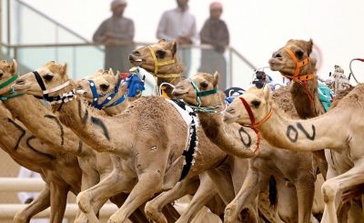 Camel Racing Dubai