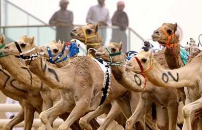 Camel Racing Dubai