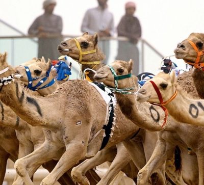 Camel Racing Dubai