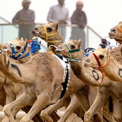 Camel Racing Dubai