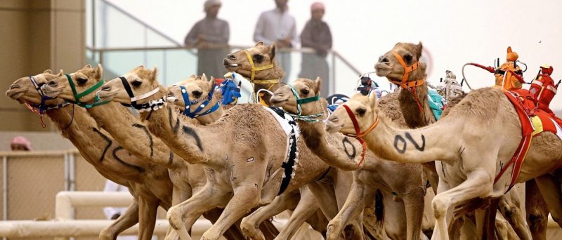 Camel Racing Dubai