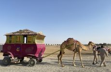 camel carriage ride