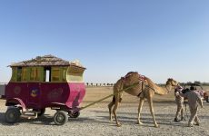 camel carriage ride camel carriage ride