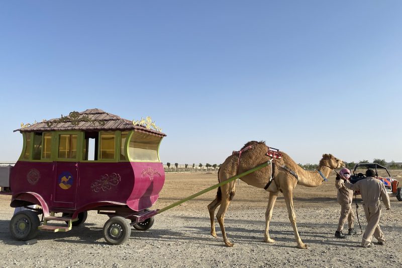 camel carriage ride
