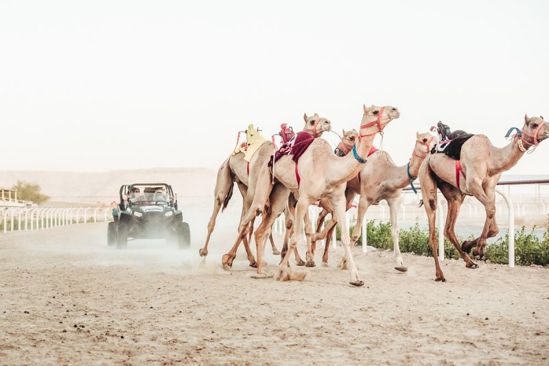 Camel Racing Dubai