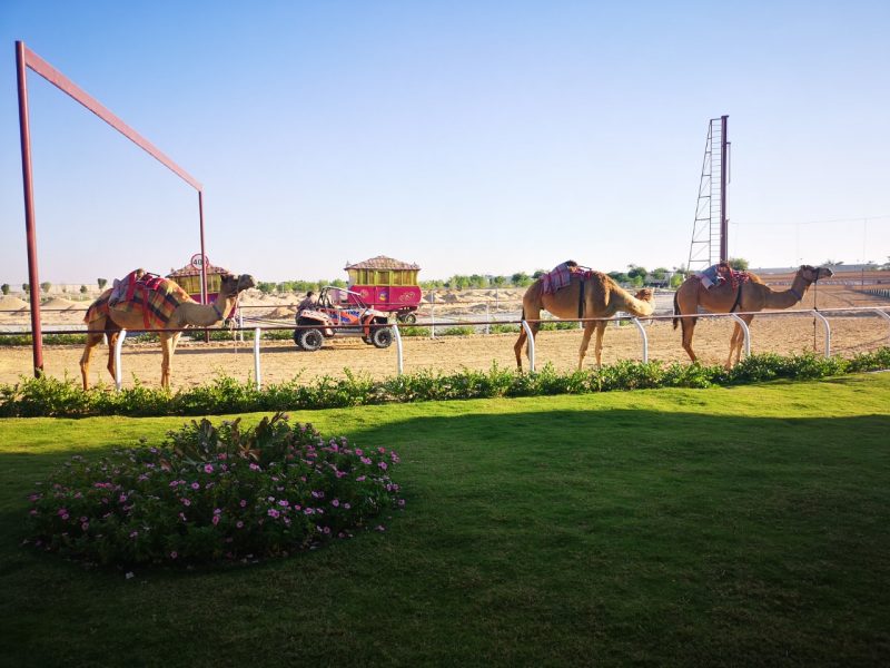 Camel Racing Dubai