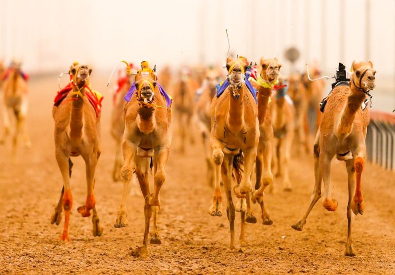 Camel Racing Dubai