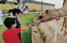 Interact With Camels Camel Racing Dubai